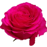 Hot Spot Roses d'Equateur Ethiflora